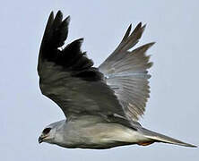 Black-winged Kite