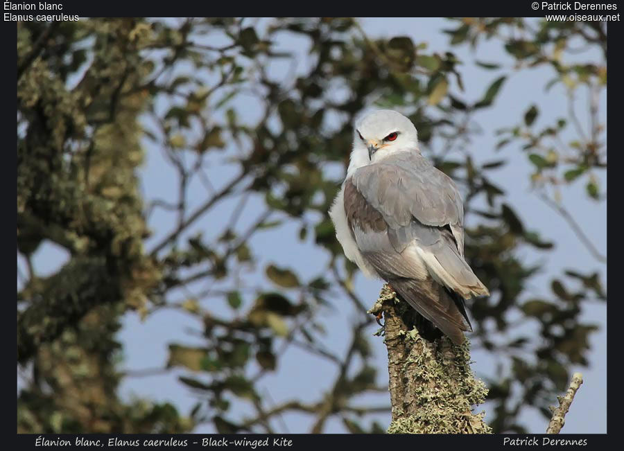 Black-winged Kiteadult, identification