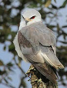 Black-winged Kite