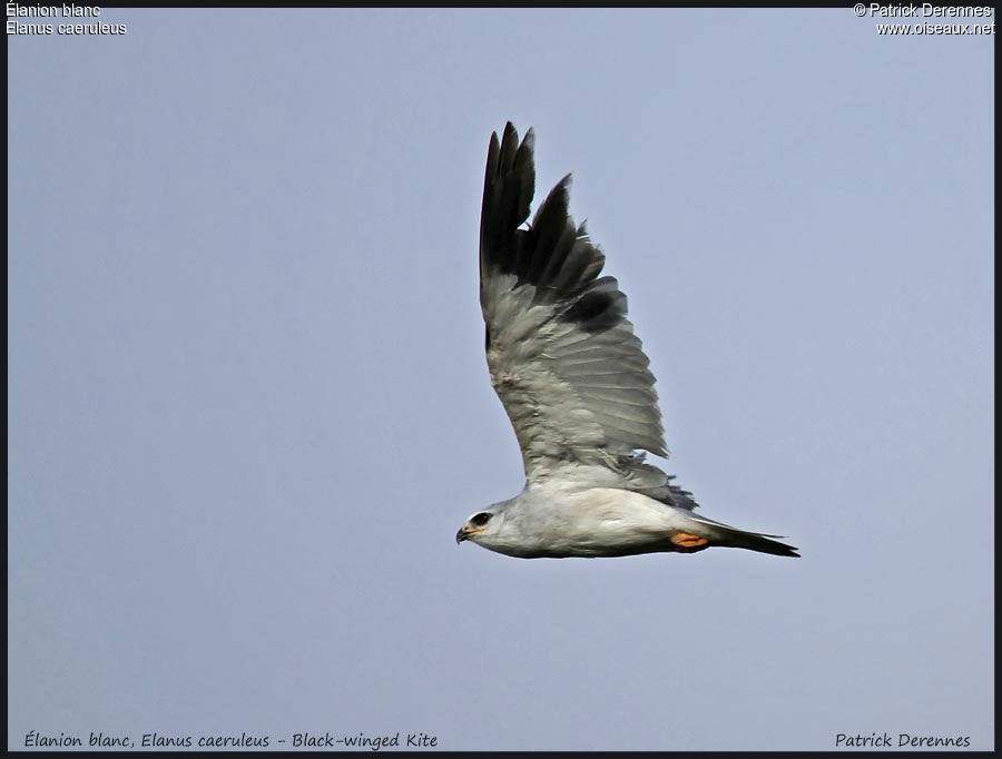 Black-winged Kite, Flight