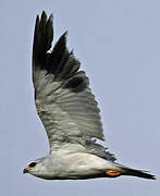 Black-winged Kite