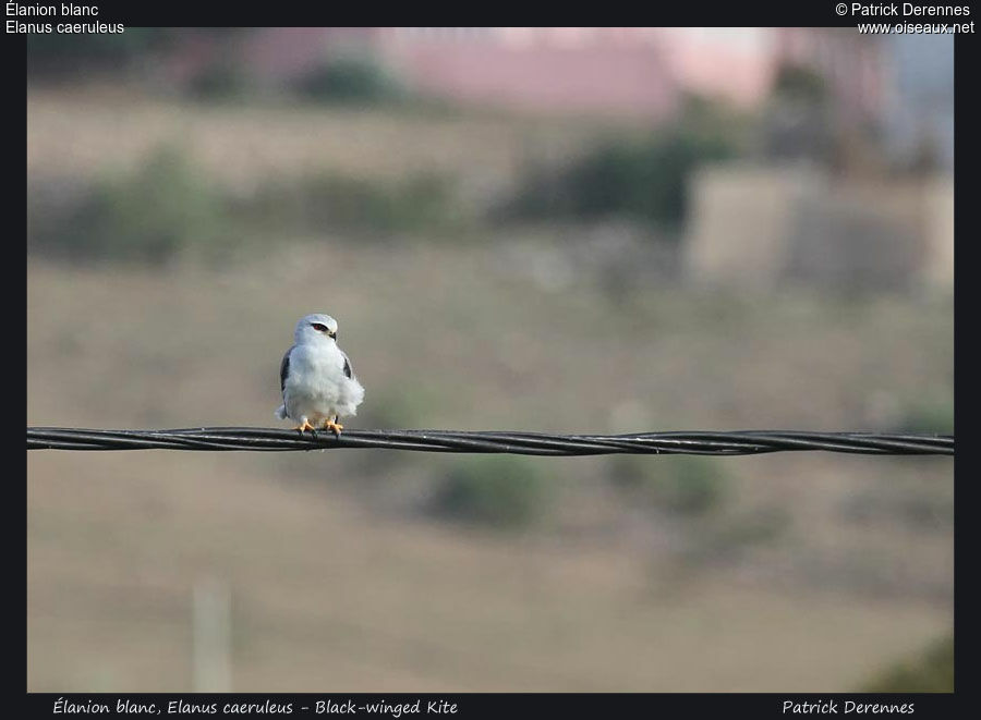 Black-winged Kite, identification