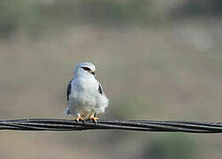 Black-winged Kite