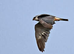 Black-winged Kite