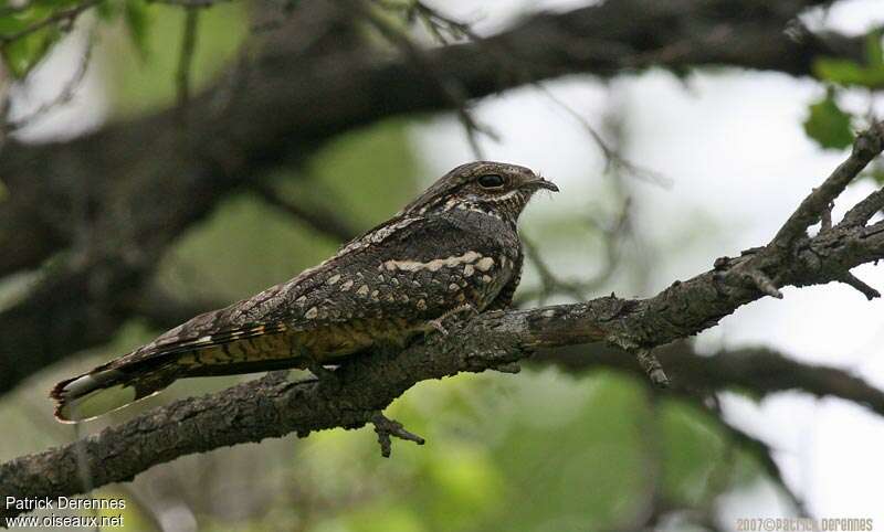 European Nightjar male adult, identification