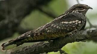 European Nightjar