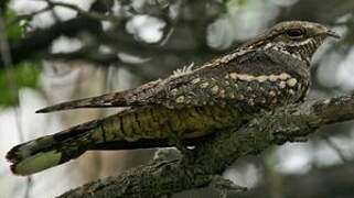 European Nightjar