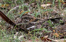 Slender-tailed Nightjar