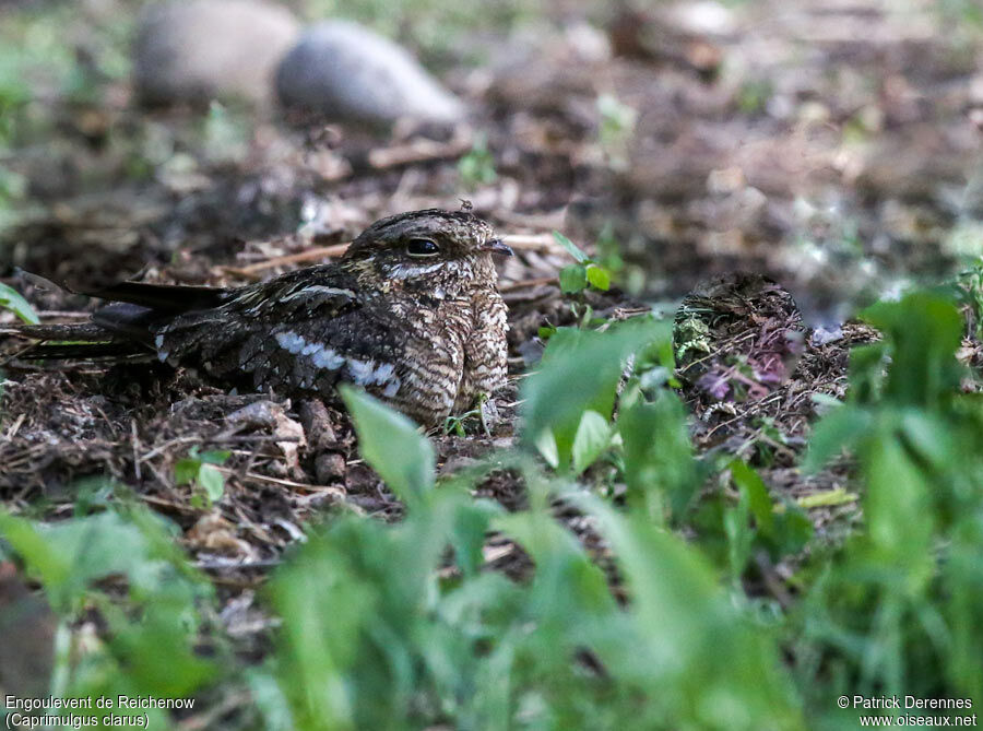 Slender-tailed Nightjaradult, identification