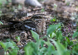 Slender-tailed Nightjar