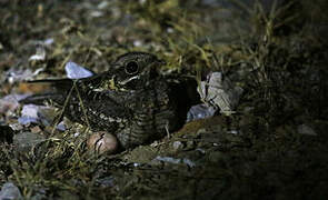 Indian Nightjar