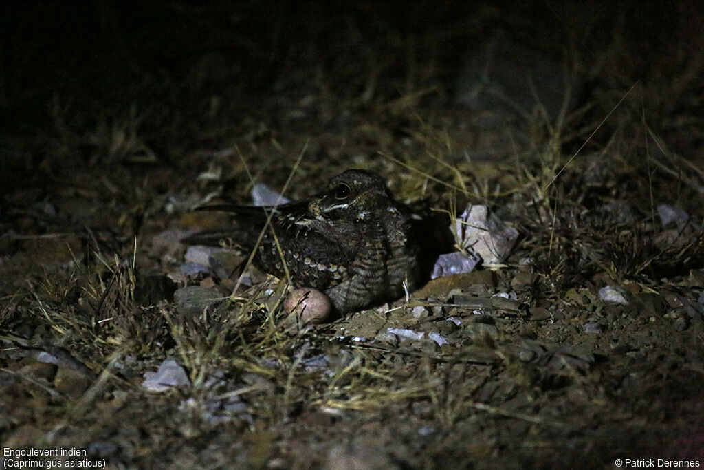 Indian Nightjar