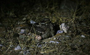 Indian Nightjar