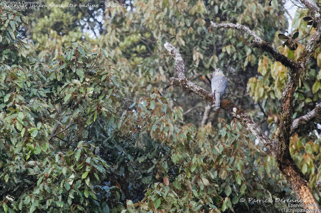 Épervier shikra, identification, habitat