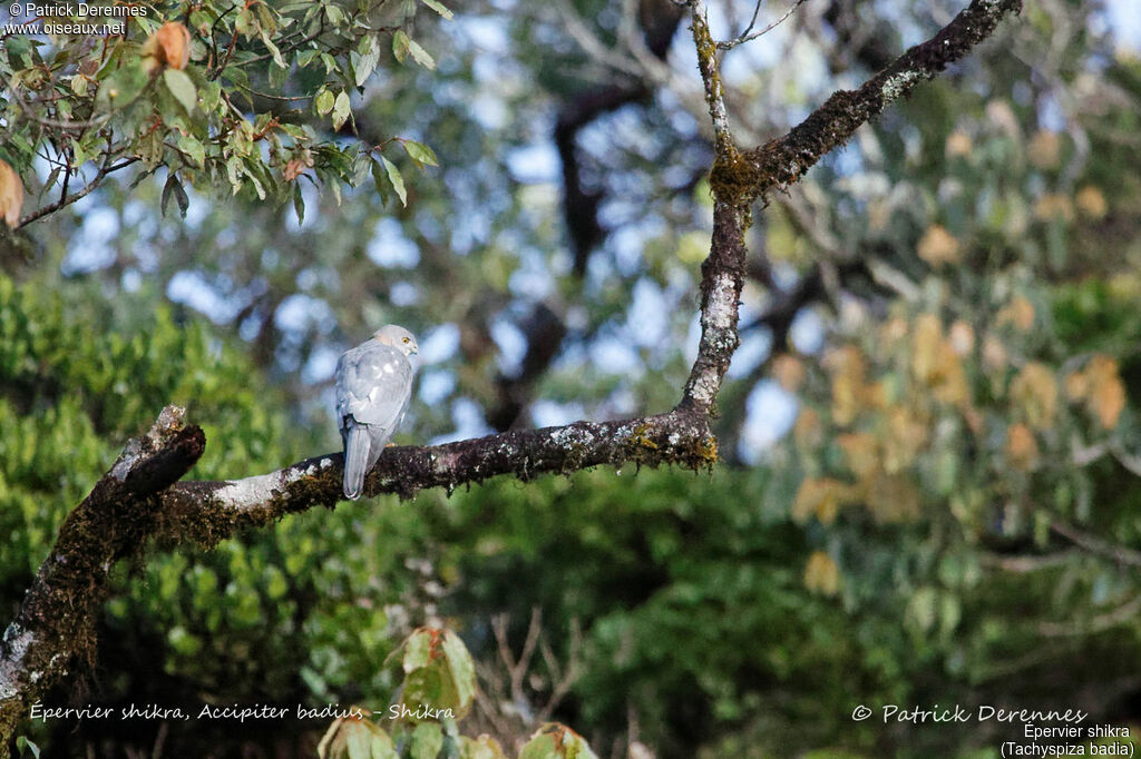 Épervier shikra, identification, habitat