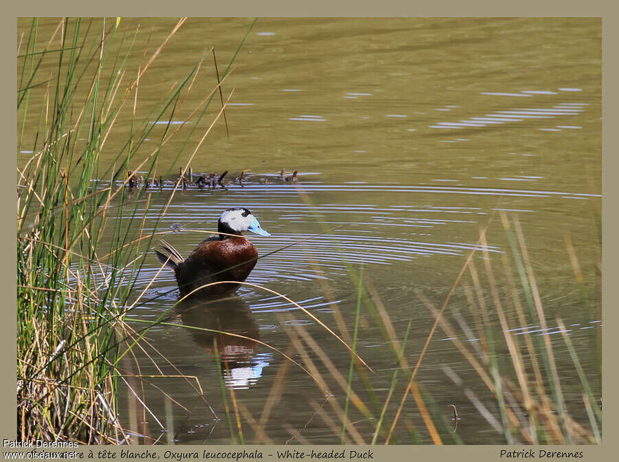 White-headed Duck male adult breeding, habitat, pigmentation