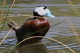 White-headed Duck