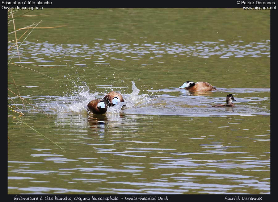 White-headed Duckadult, identification, Behaviour