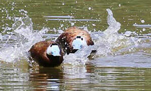 White-headed Duck