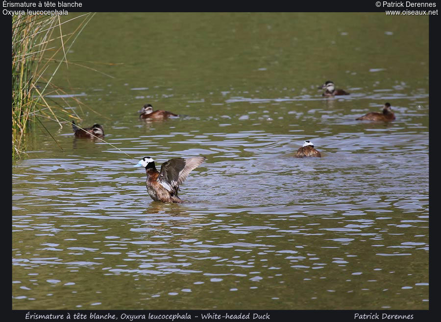 White-headed Duck male adult, Flight