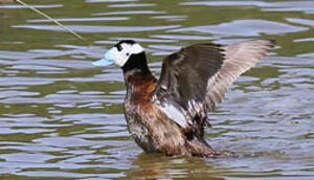 White-headed Duck