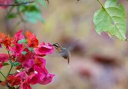 Buff-bellied Hermit