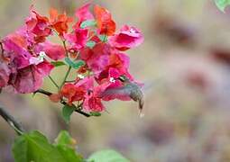 Buff-bellied Hermit