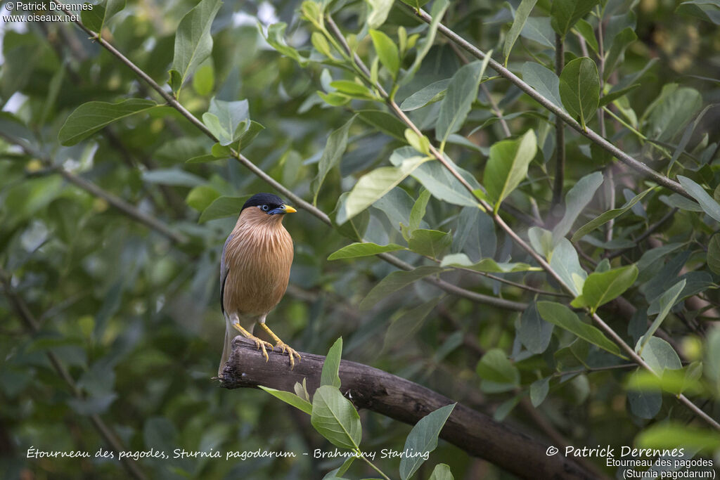 Étourneau des pagodes, identification, habitat