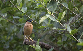 Brahminy Starling