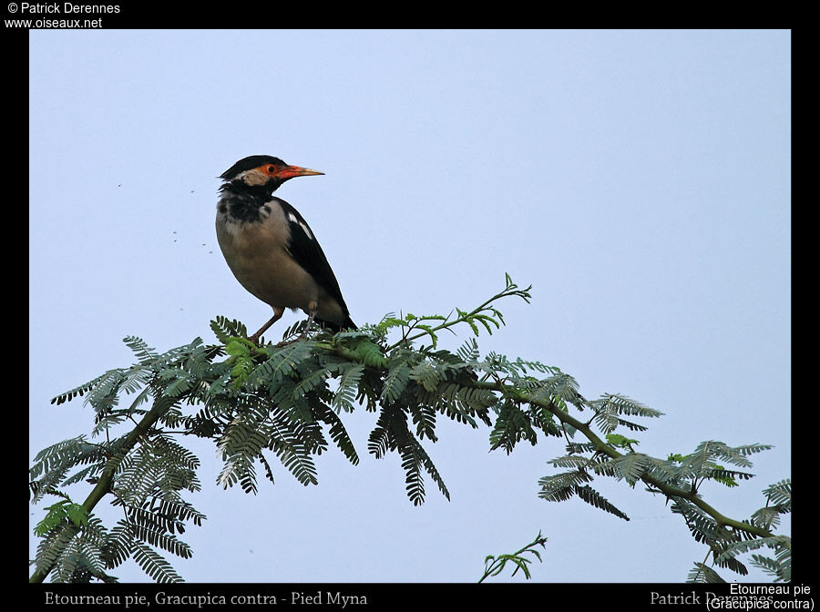 Indian Pied Myna, identification