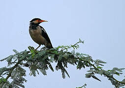 Pied Myna