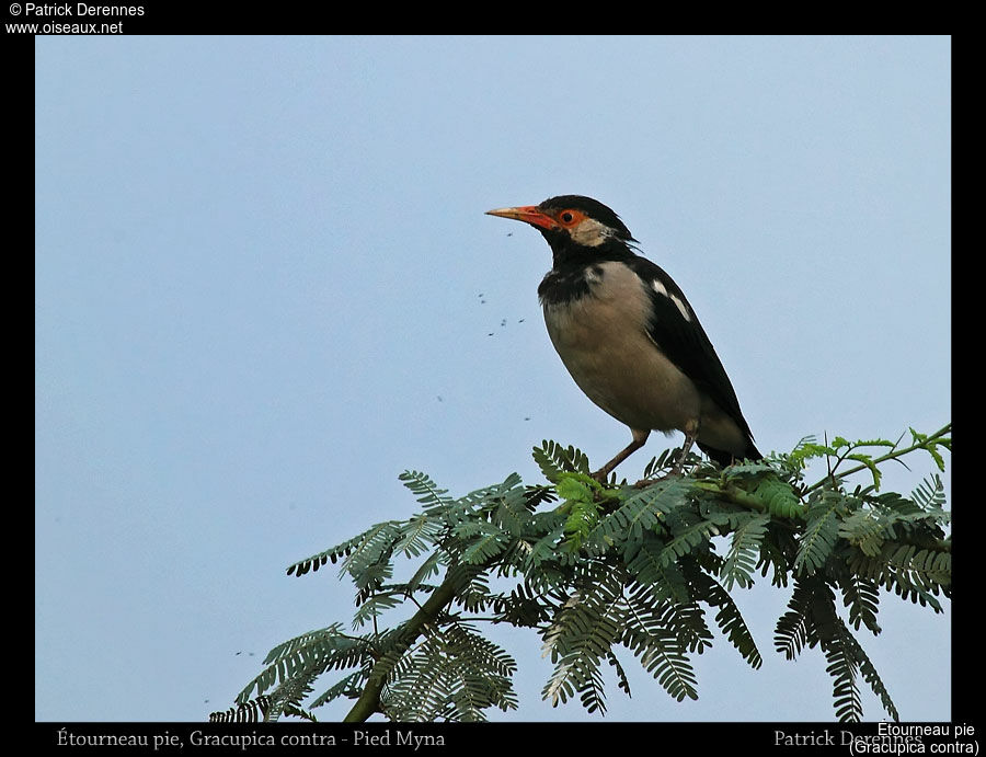 Pied Myna, identification