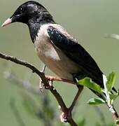 Rosy Starling