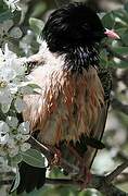 Rosy Starling