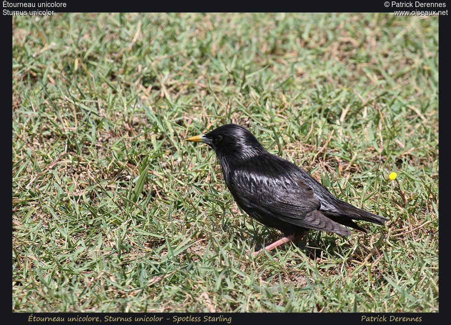 Spotless Starling, identification