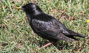 Spotless Starling