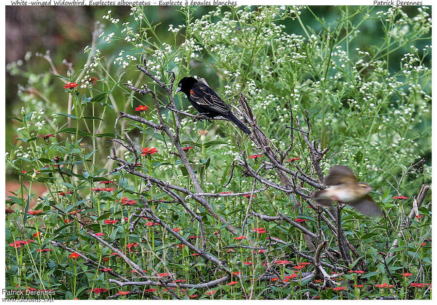 Euplecte à épaules blanchesadulte, habitat, pigmentation