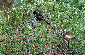 White-winged Widowbird