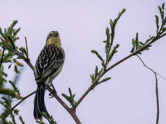 Red-cowled Widowbird