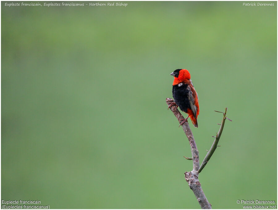 Northern Red Bishop male adult, identification