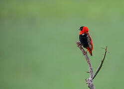 Northern Red Bishop