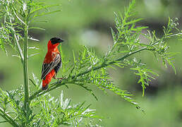 Northern Red Bishop