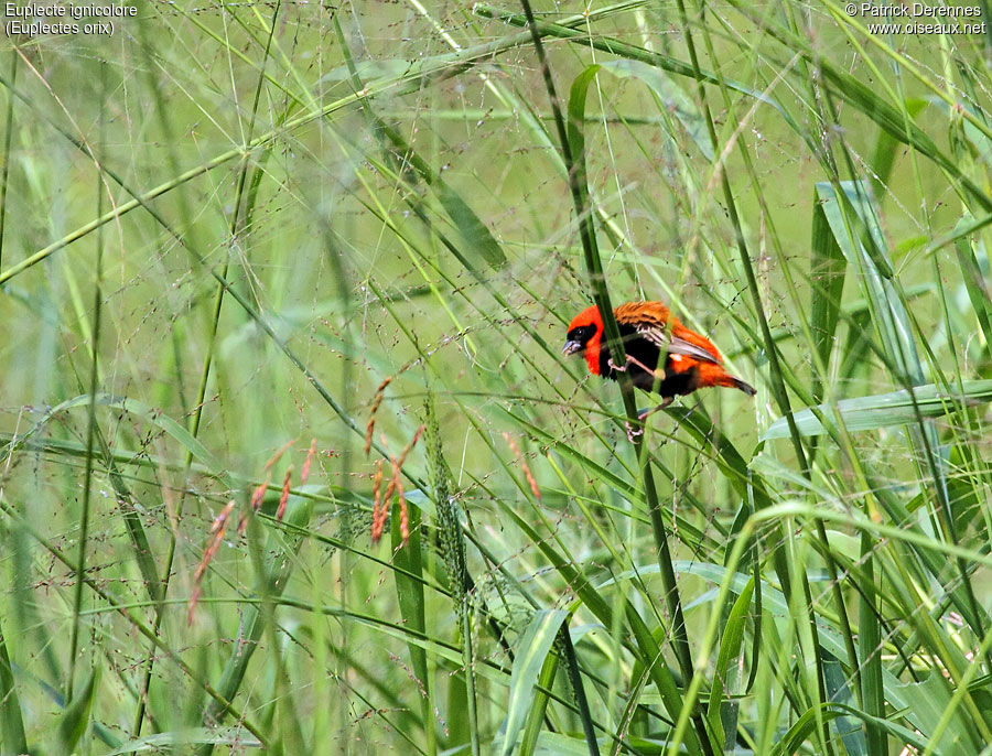 Euplecte ignicolore mâle adulte, identification, régime