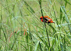 Southern Red Bishop