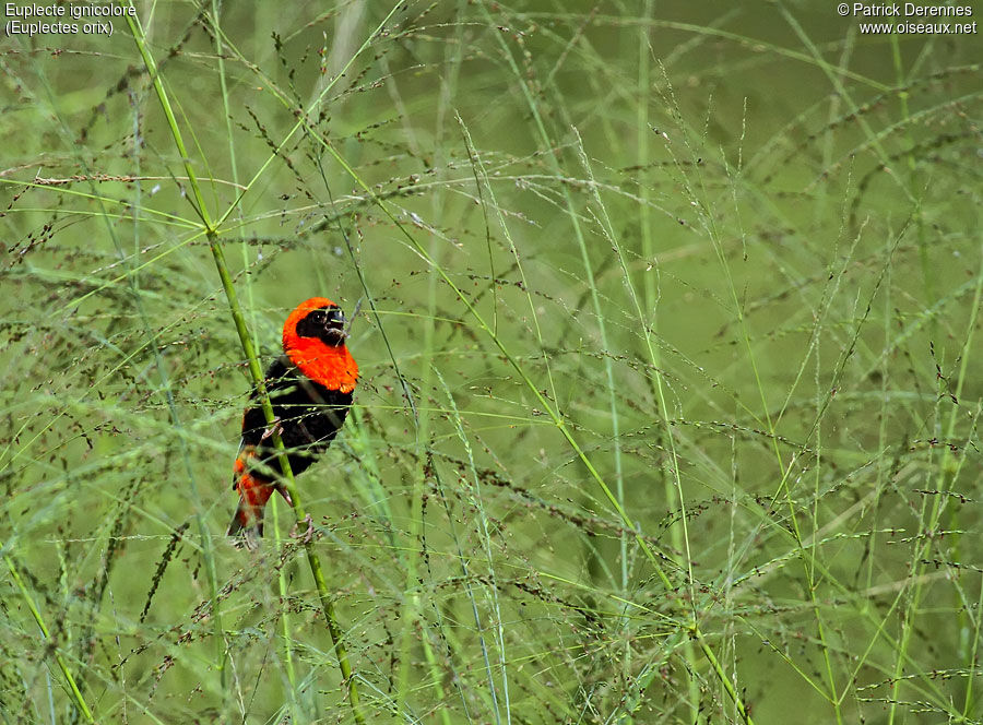 Southern Red Bishop male adult