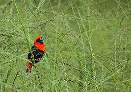 Southern Red Bishop