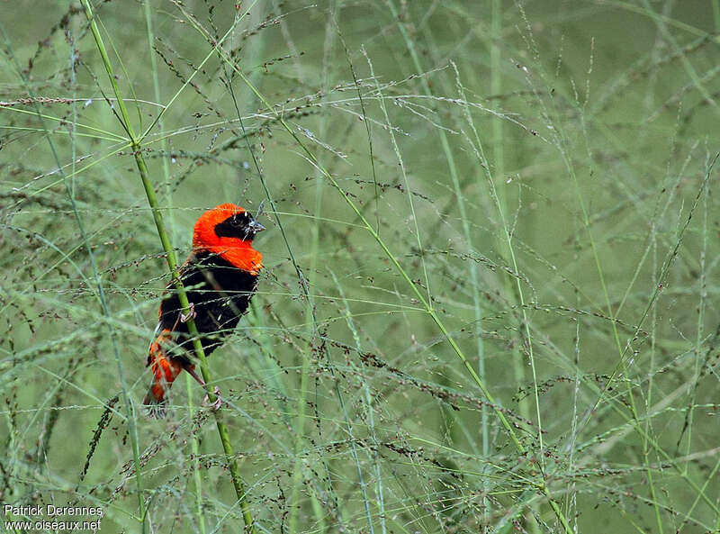 Southern Red Bishop male adult, habitat, eats