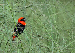 Southern Red Bishop