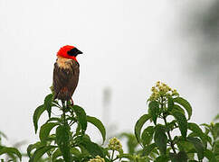 Southern Red Bishop