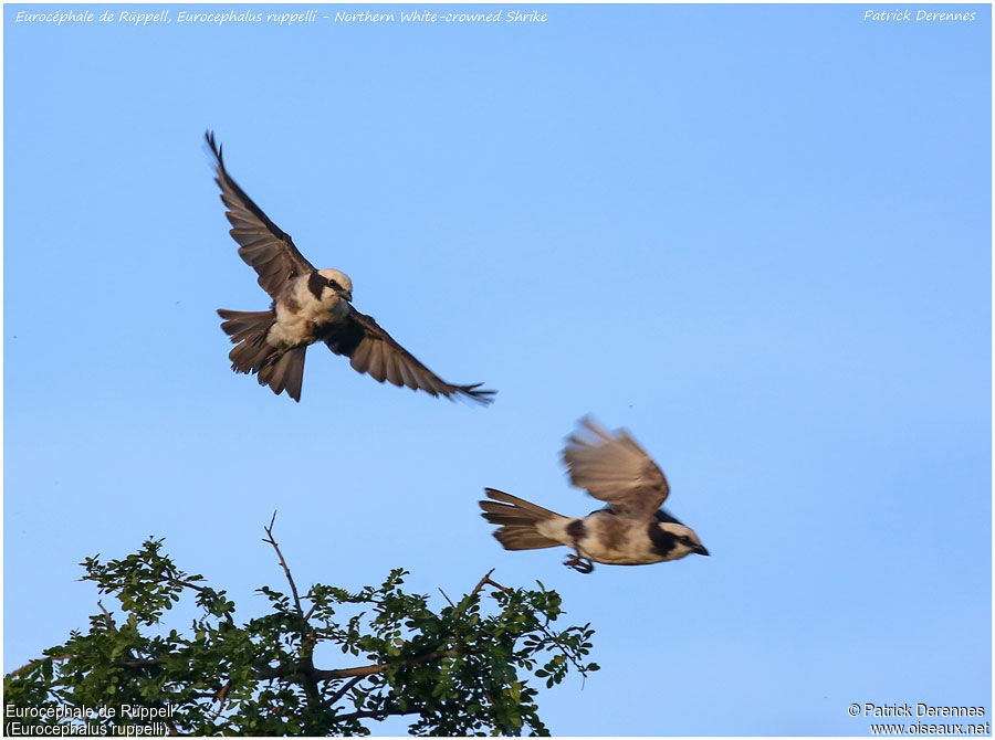 Northern White-crowned Shrikeadult, Flight